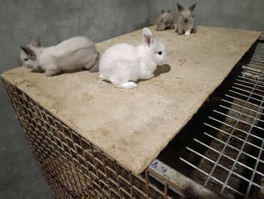 bala dovşanlar: Sevimli miniatür dovşan balaları - Rənglər: süd ağ, krem və açıq boz — 6