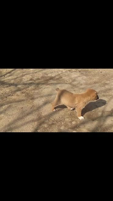 dele heyvan: Qurdbasar, Erkek — 3