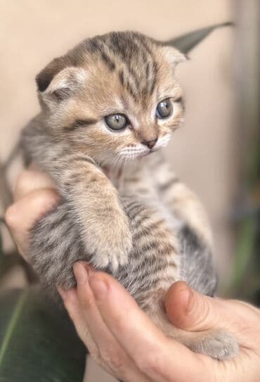 kirpi heyvan: Şotland — 10