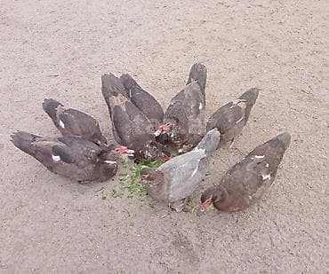 lal ördək: Salam 5 disi 3 ərkeydi heyvanar yumurtdayir tek tek disiler 30 çanat — 4