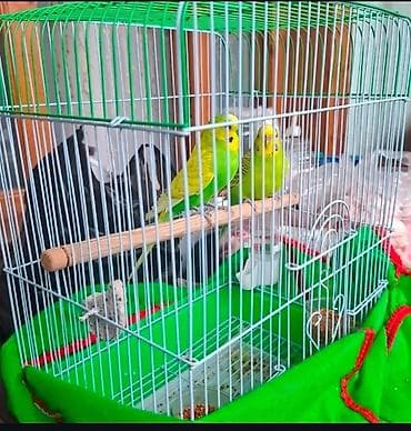 Heyvanlar üçün mallar: Dalmatinka cüt dalğalı tutuquşu və qəfəs dəsti.Qefes birge verilir - — 3