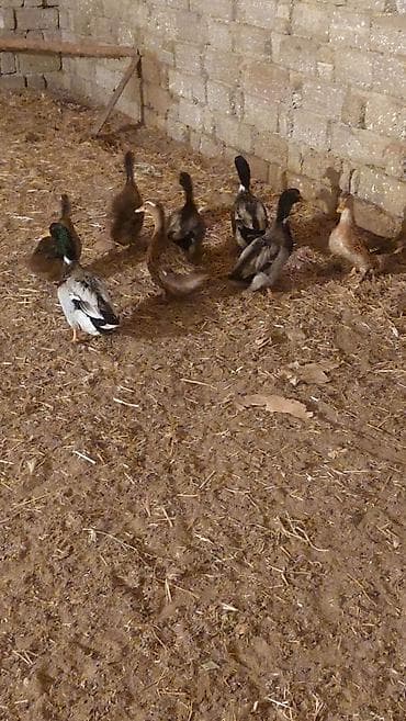 Птицы: Məhsul: yaşil baş ördək dişiler yumurtlayir halhazirda 10 deneye — 1