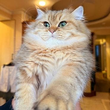 Pişiklər: Qızıl şinşilla, Erkək, Cütləşmə üçün — 4