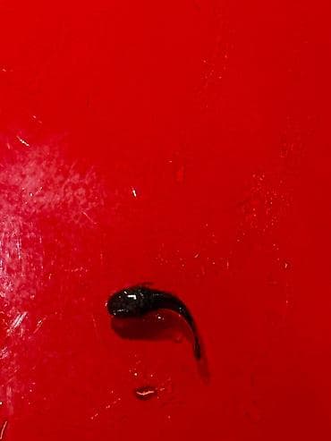 qara mal: Antisitrus və ya vatoz tülquyruq balıqları. Qara və sarı — 9