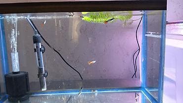 bakıda cücə satışı: Quppi, Sülhsevər, Ünvandan götürmə — 3