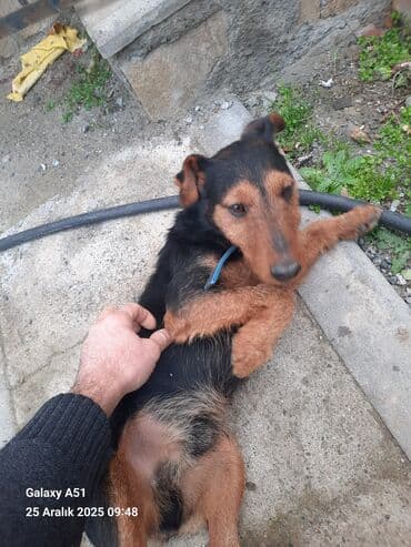 it yuvası satilir: Ov iti — 1