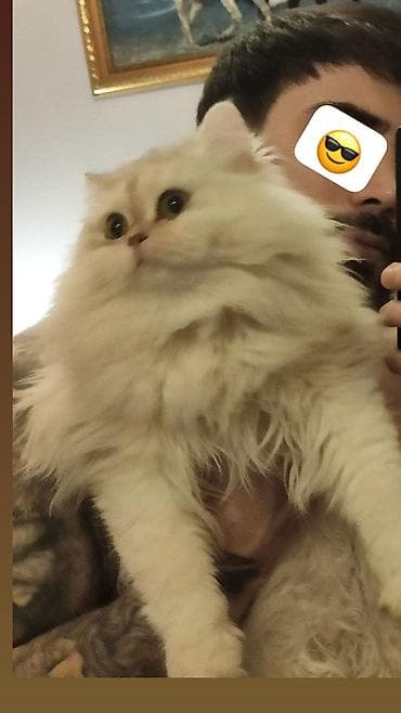 syam pişik: Şinşilla, Dişi — 4