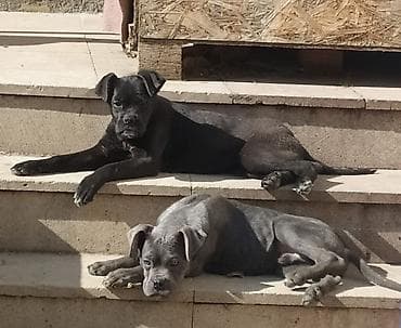 bit əleyhinə: Kane-Korso, 4 ay, Erkek, Peyvəndli, Ünvandan götürmə — 1