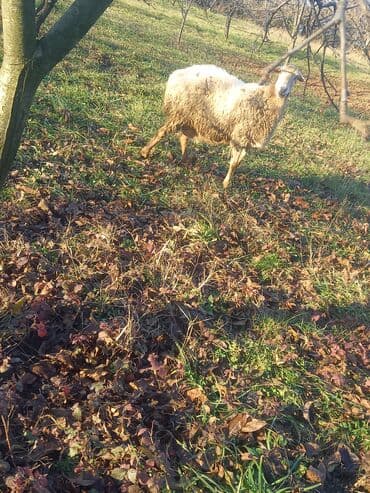 beylaqan qoyunu: Cavan heyvandi iridi 65 kq diri çəkisidi 2 bala verib mene qiymetde — 2