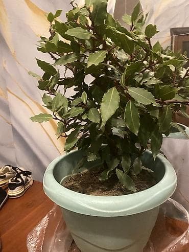 Dəfnə (Laurus nobilis) ətirli kulinariya bitkisi – iri plastik