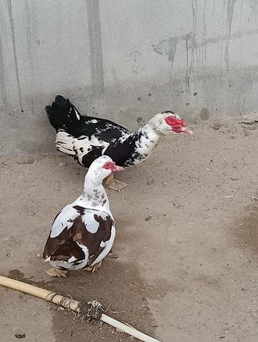 pisik satisi: Hər ikisi 8 aylıqdı. cütləşirlər. uzaqı 15-20 günə yumurtaya — 4