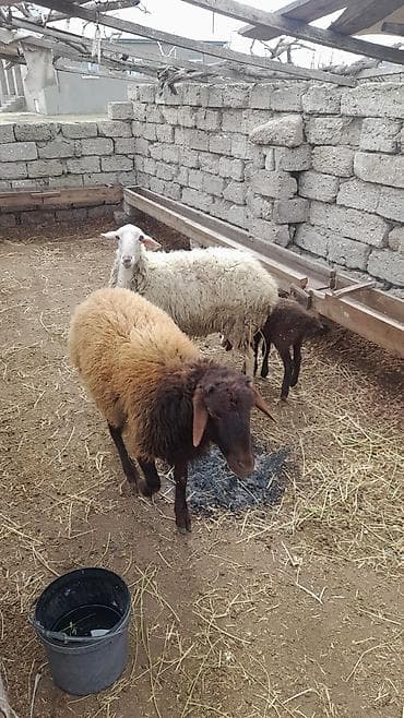 Pişiklər: 1 çi qarına cavan qoyundu sağlam heyvandı balası dişidi — 4