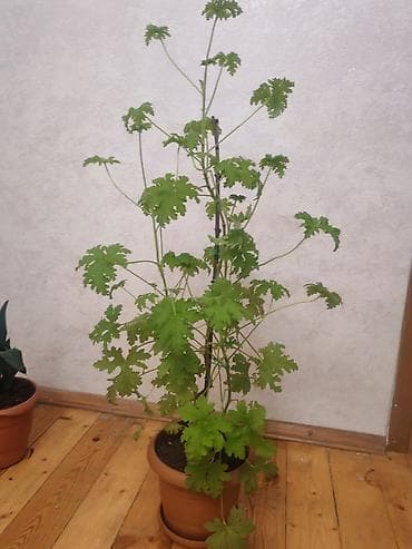 ciledagi bitkisi: Qoxulu sardunya (Pelargonium graveolens) – saksıda otaq bitkisi - — 2