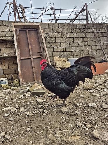 barter heyvanla: Xoruz, il: 1 — 8