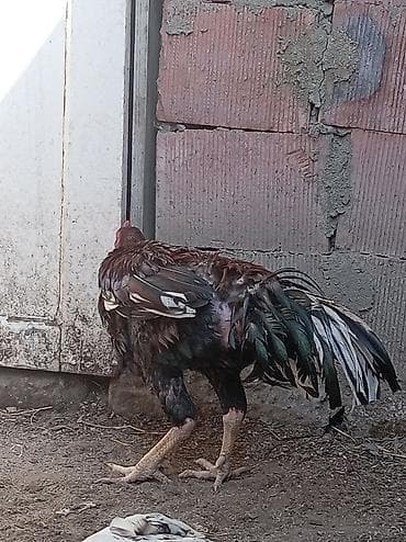 chappi it yemi: Xoruz, Heyratı, il: 1, Ünvandan götürmə — 6