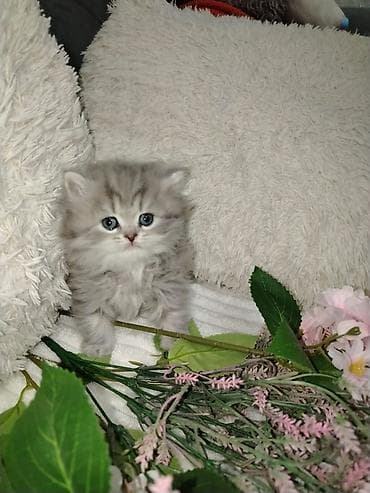 Britan, Erkək, Dişi, Yaxşı əllərə, Ünvandan götürmə, Pulsuz çatdırılma, Ödənişli çatdırılma