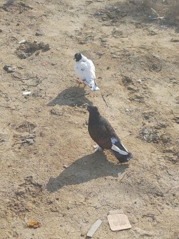 pavlin goyərcin: Məhsul: Göyərçin sürüsü Təsvir: - Şəkillərdə müxtəlif rəng və — 9