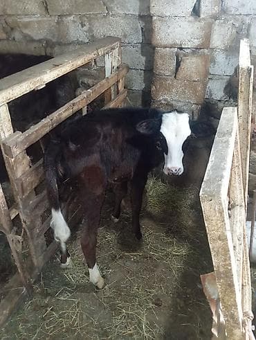 disi danalar: Boz dana dişi di 95 günlük tək qiymət 1150 manata anqust di qara — 4