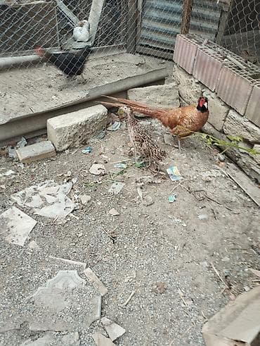 erkek quzu: Toyuq, Yumurtalıq — 6