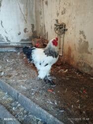 Tavalar: Xoruz, Brama, il: 1, Ünvandan götürmə, Ödənişli çatdırılma — 2