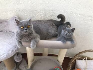 pişik şəkili: Şotland, Dişi, Erkək, Ünvandan götürmə — 3