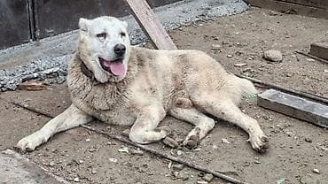 Kanqal, Erkek, Peyvəndli