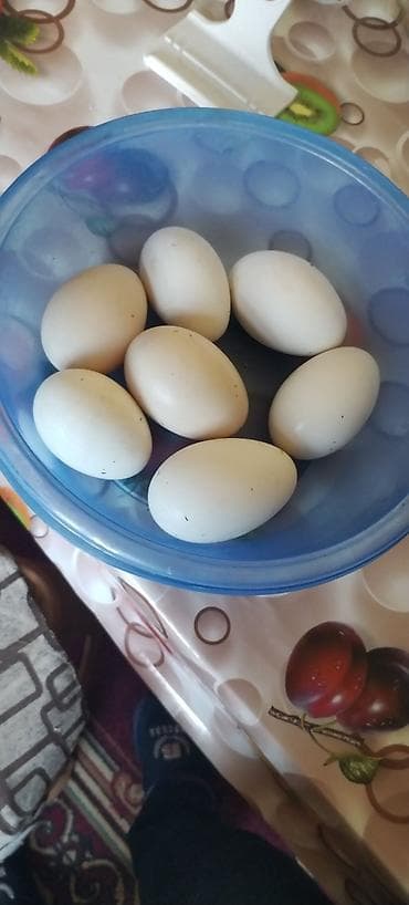 cucə satişi: Bütün quş növlərine ait yumurtalar inkubasiya olunur. Ve Cücə satışı — 3