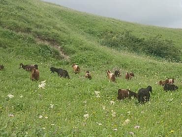 sinsila pişik: Çoban, 50 yaş, 5 ildən artıq təcrübə — 1