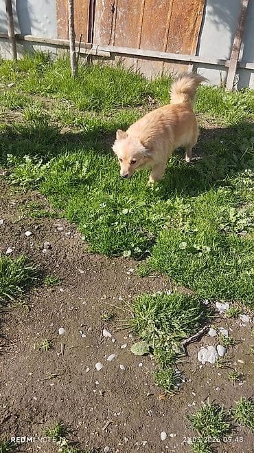 labrador iti satilir: 6 ay, Dişi, Peyvəndli, Ünvandan götürmə — 3