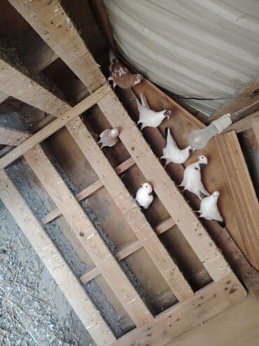 домик для собак: Məhsul: Qabılqa (ev göyərçinləri) qrupu Təsvir: - Şəkillərdə ağ — 8