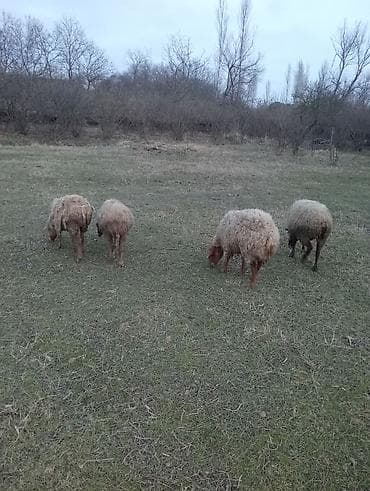 4 ədəd boğaz qoyundu 3-ü yaşlıdır dişləri yoxdu 1 -i cavandı 3 bala