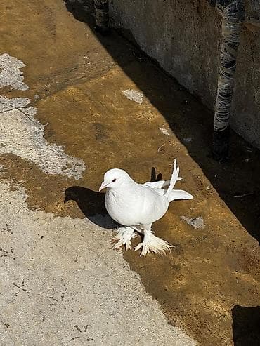 Ağ rəngli bəzək göyərçini – lələkli pəncəli (saqqallı/çohlu pəncə)