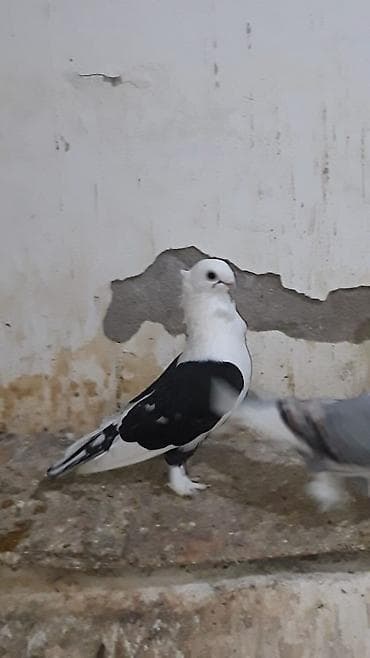 bala quzu: Hazır cüt hunkariler qara cep erkeydi sarı çil mayası quyruqlari — 6