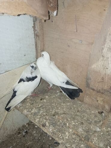 göyercin yuvasi: Ağ-qara rəngdə göyərçin cütü - Rəng: ağ əsas fonda qara quyruq və — 1