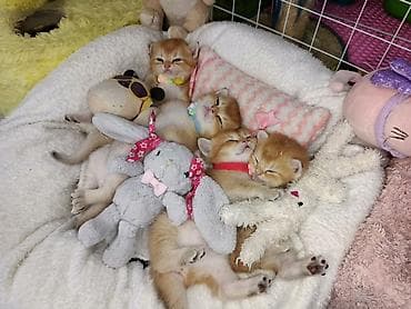 chinchilla: Qızıl şinşilla, Erkək, Dişi, Yaxşı əllərə, Ünvandan götürmə, Ödənişli çatdırılma, Rayonlara çatdırılma — 5