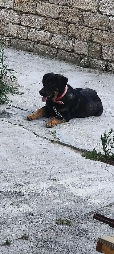 Labrador-retriver, 7 ay, Peyvəndli, Ünvandan götürmə — 7