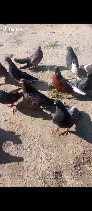 попугай ара цена: Nikolay agquyruqlar esənlərdir cavabdehəm qusdara — 1