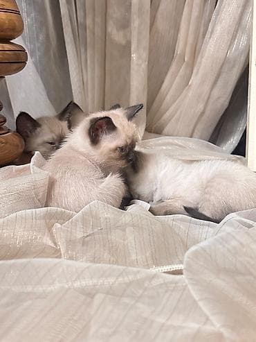 pişik siam: Siam — 1