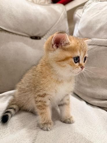 Qızıl şinşilla — 2