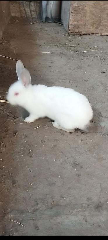 inek alım satım: Dovşanlar Erkey dişi cütü 15 azen — 3