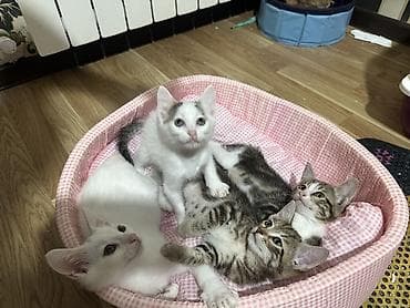 В добрые руки — 3