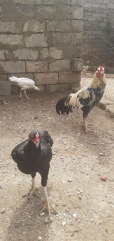 toyuq ayaqi: Toyuq, Damazlıq — 3