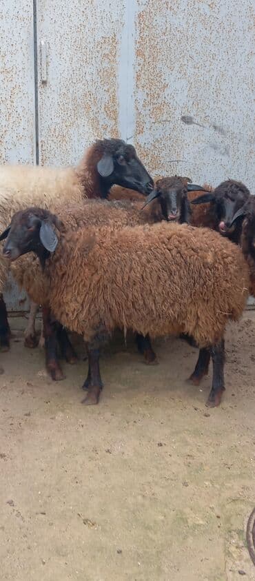 itlərin satışı 2020: Salam ünvan Bakıin maştağa kendi obşi 6 baş heyvanlar 1 baş boğaz — 4