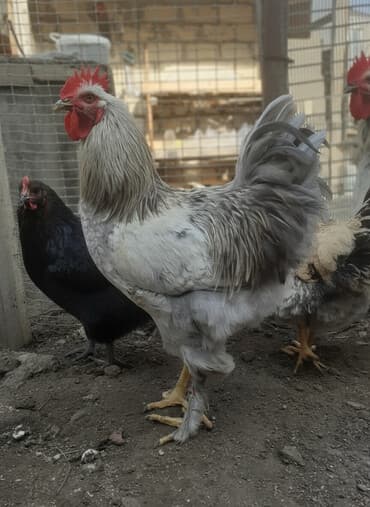 купить лошадь в баку: Ordekler 42 azn diri ceki 4kg 300gr. xoruz cekisi 2kg.600gr. - Cins — 1