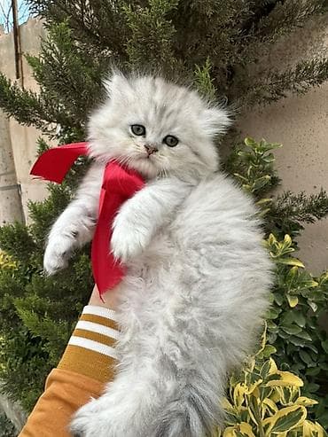 pisik cutlesdirmek: Şinşilla — 4