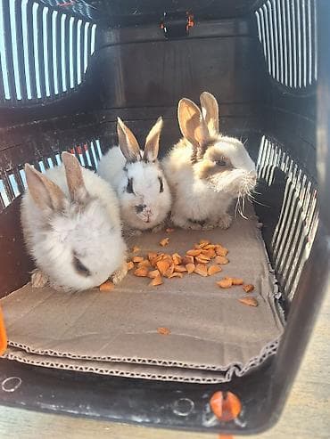 dovşan haqqında melumat: Miniatür dekorativ dovşanlar - Növ: dekorativ/mini lop tipli qarışıq — 2