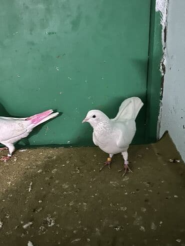 çardaq quşun yuvası: Ağ rəngli göyərçinlər dəsti - Növ: dekorativ/ev göyərçinləri - Rəng — 2
