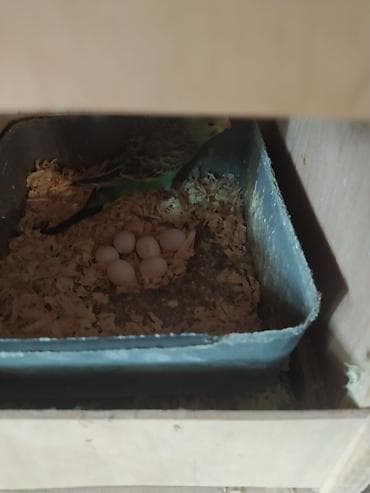 ucuz quşlar: 2 gözlü qəfəs 2 cüt papuqay.bir cütünun altında 8 yumurta var bir — 2