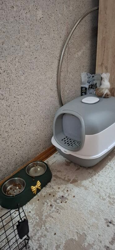 pişik eşyaları: Britan, Erkək — 5