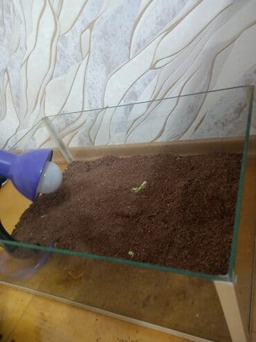 Gəmiricilər: Şüşə teraryum dəsti - Material: şəffaf qalın şüşədən akvarium tipli — 2